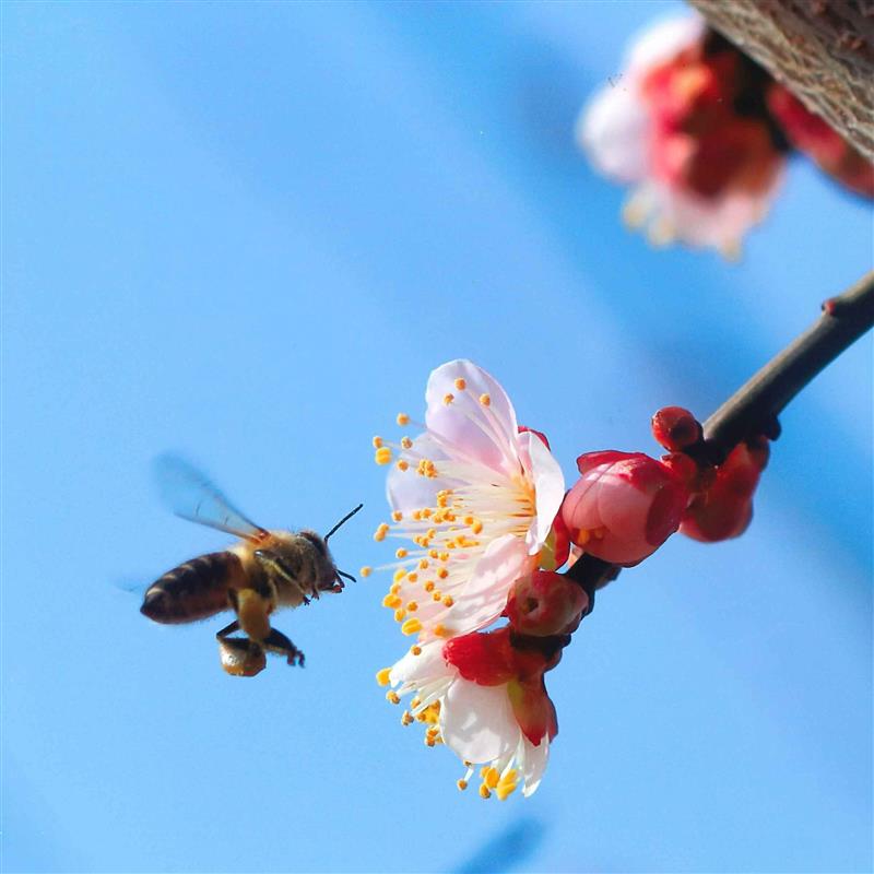 令和8年度うめかおる写真展作品募集！