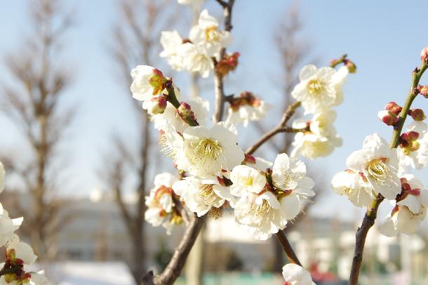 御幸公園の梅