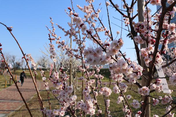 御幸公園の梅