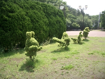 広場の木のトンネル（カイズカイブキの茂み）1