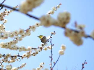 白梅とメジロ