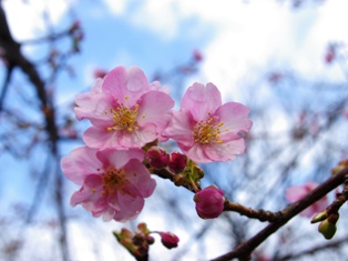 河津桜