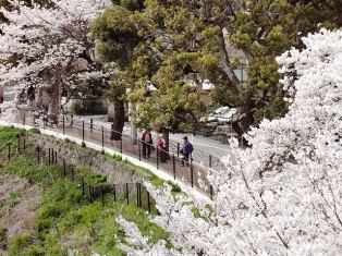 夢見ヶ崎動物公園の桜