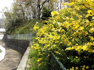 斜面の山吹