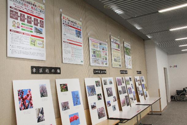 幸区役所1階ロビーハナミズキに展示の様子