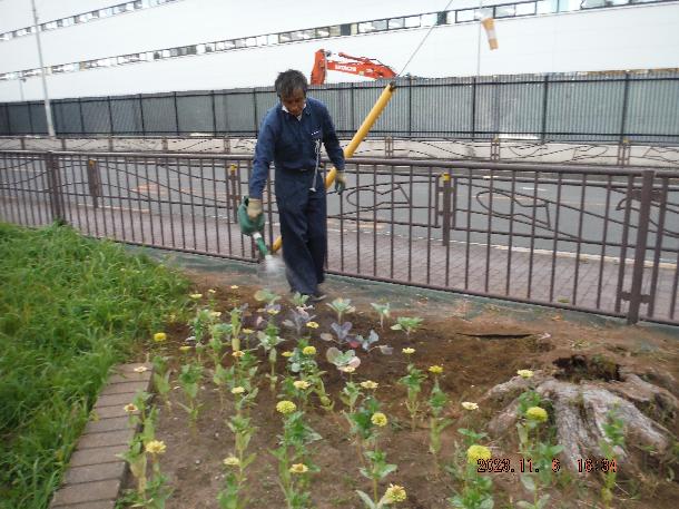 紅白の「ハボタン」を植えました！