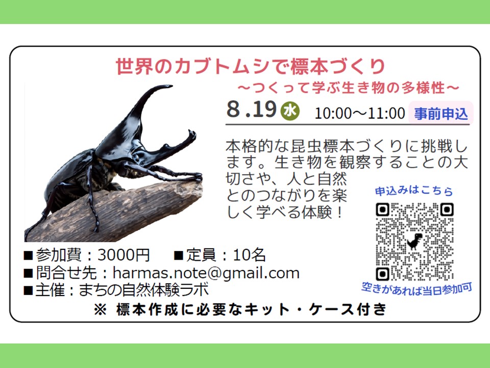 世界のカブトムシで標本づくり