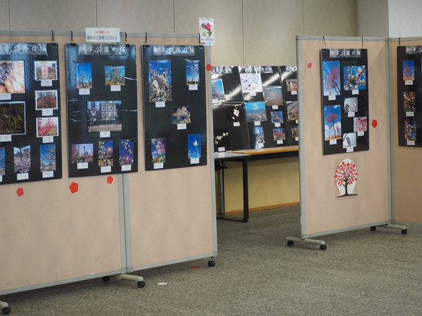 幸区役所ロビーハナミズキ展示の様子