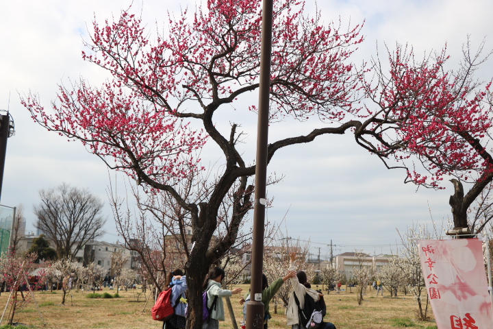御幸公園梅林の様子