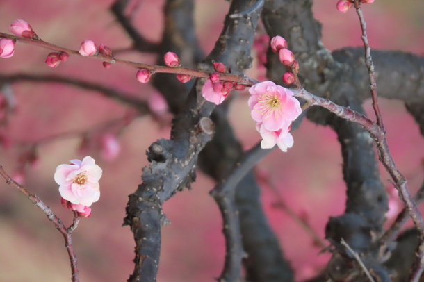 幸区長賞受賞作品