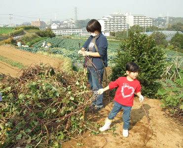 写真　芋のツルがたくさん！