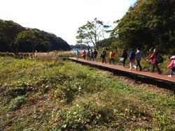 下流部に広がる広大な湿原