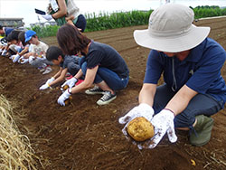 区内に広がる農地でじゃがいも掘り体験