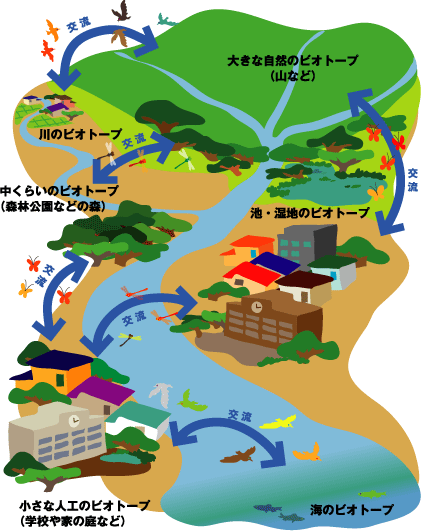 ビオトープが出来ると…