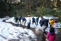 雪によるトキワツユクサの駆除作業