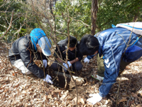 落ち葉捨て場脇のエノキの苗の救出