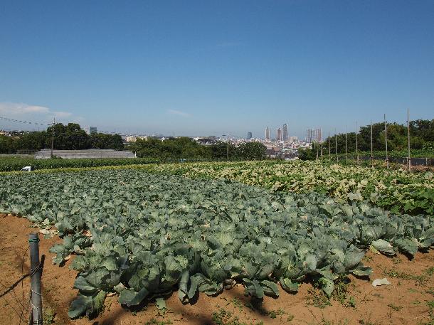 橘地区の野菜