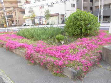 区役所前通り、久本バス停前花壇の写真