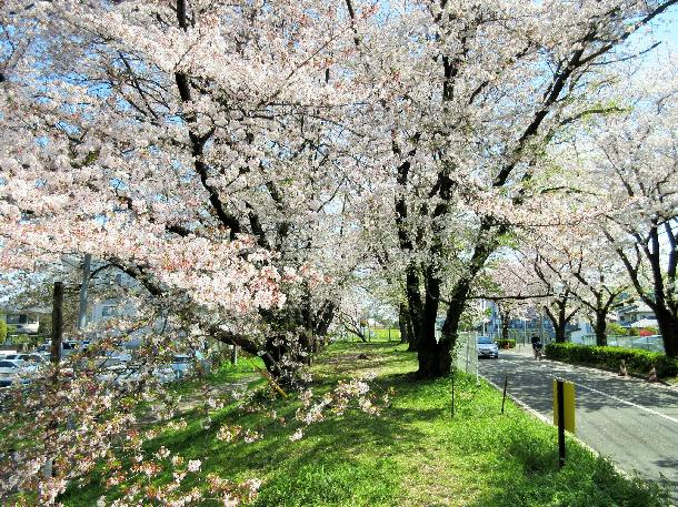 桜の時期のかすみ堤