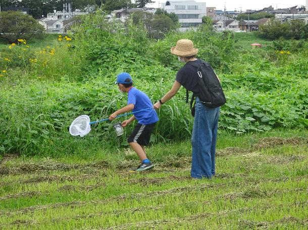 生きもの採取