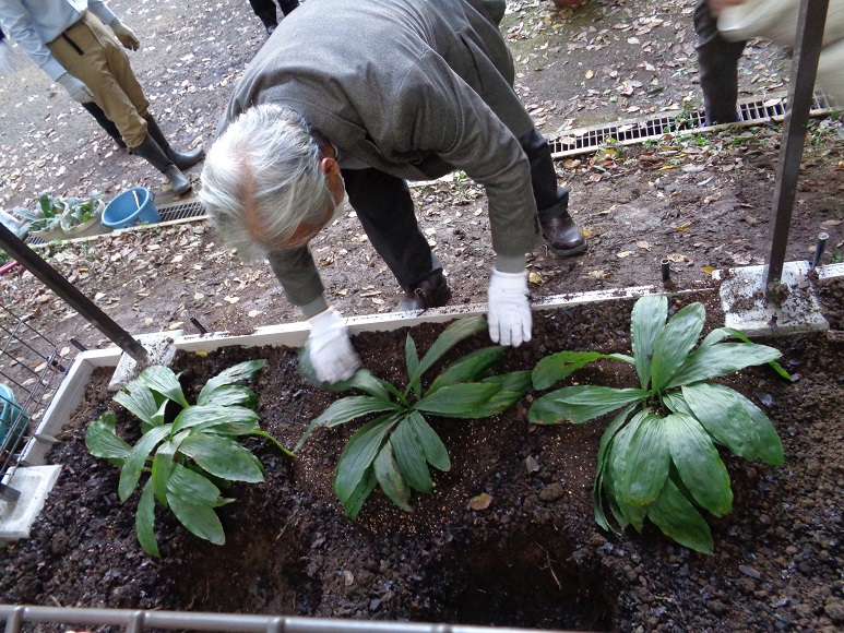 移植の様子