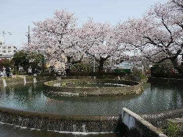 桜咲く円筒分水