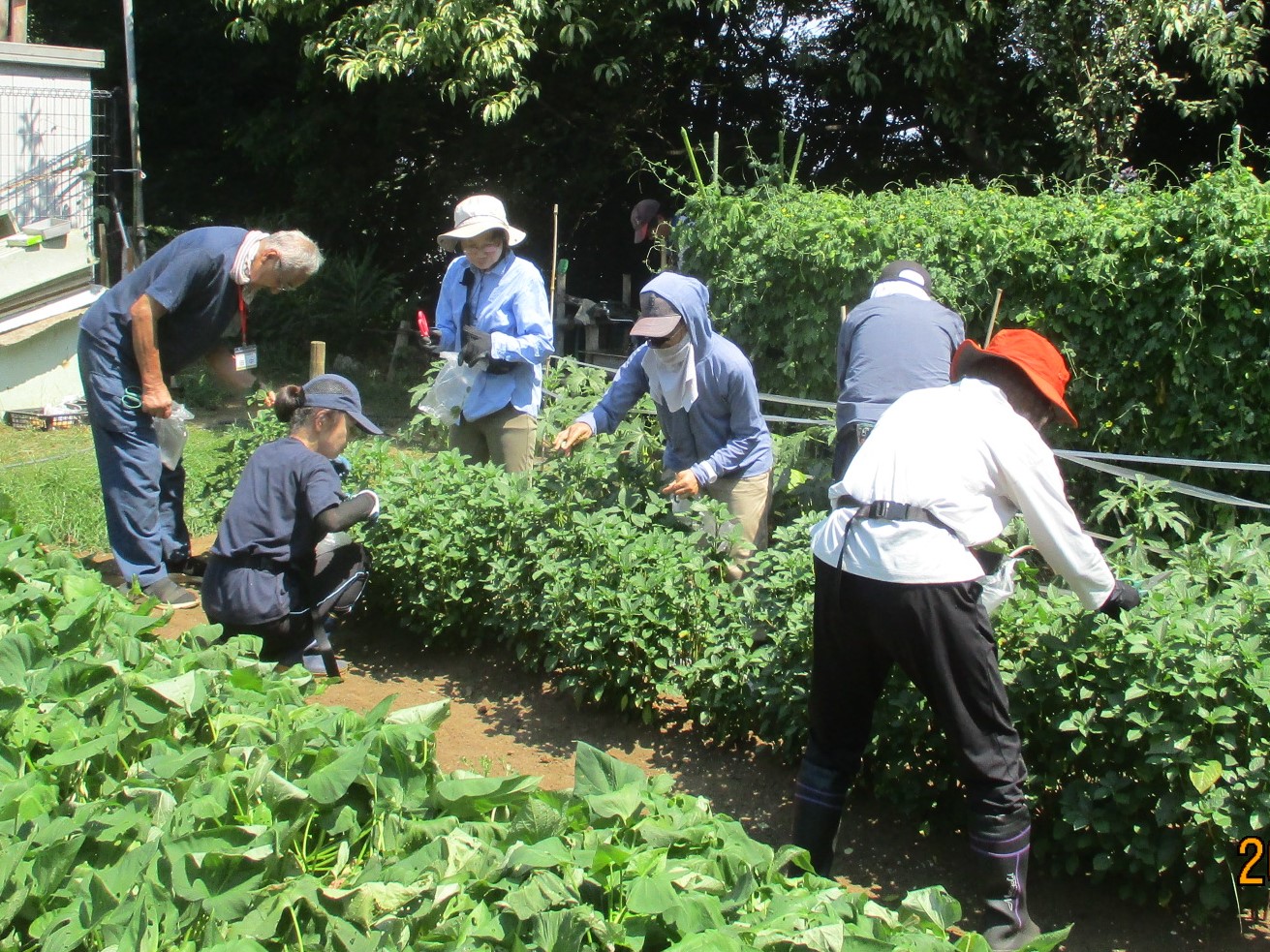 菜園体験教室の様子(2)