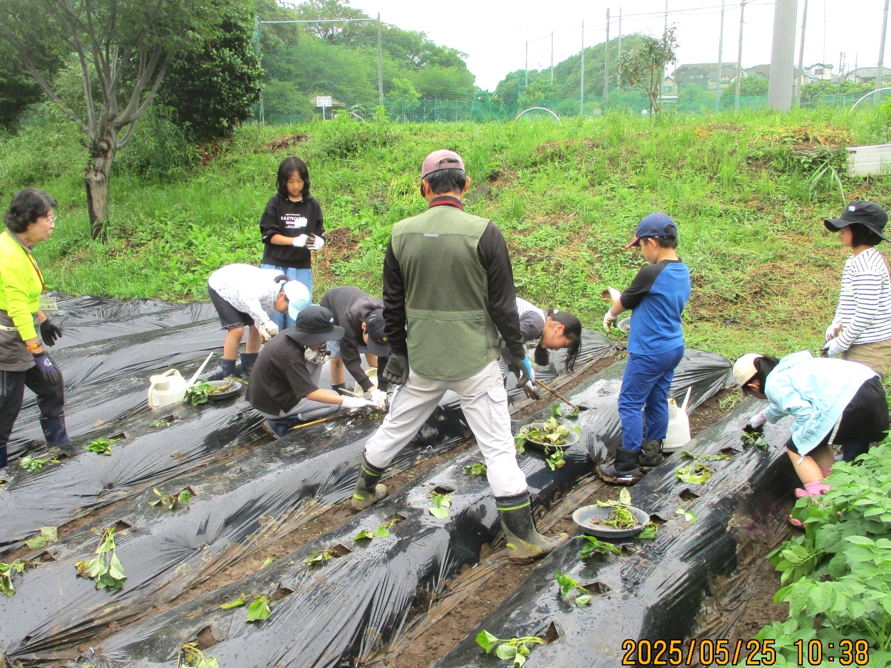 過去のサツマイモ掘り体験の様子(1)