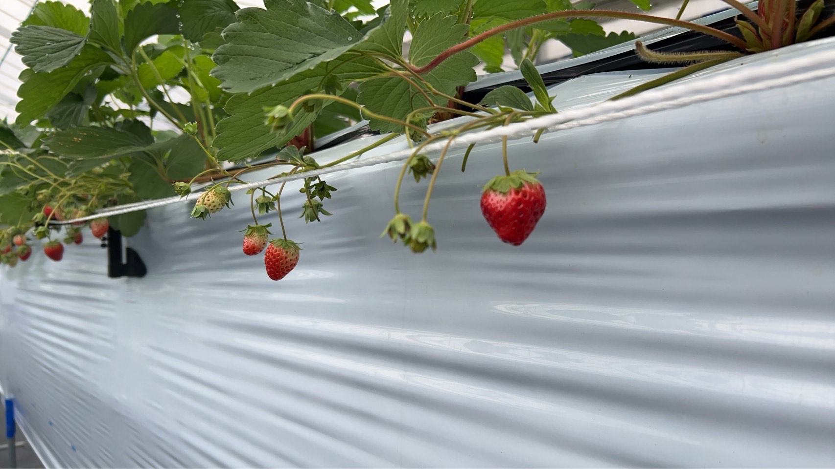 澁谷農園のイチゴ(1)