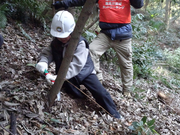 間伐体験をする児童