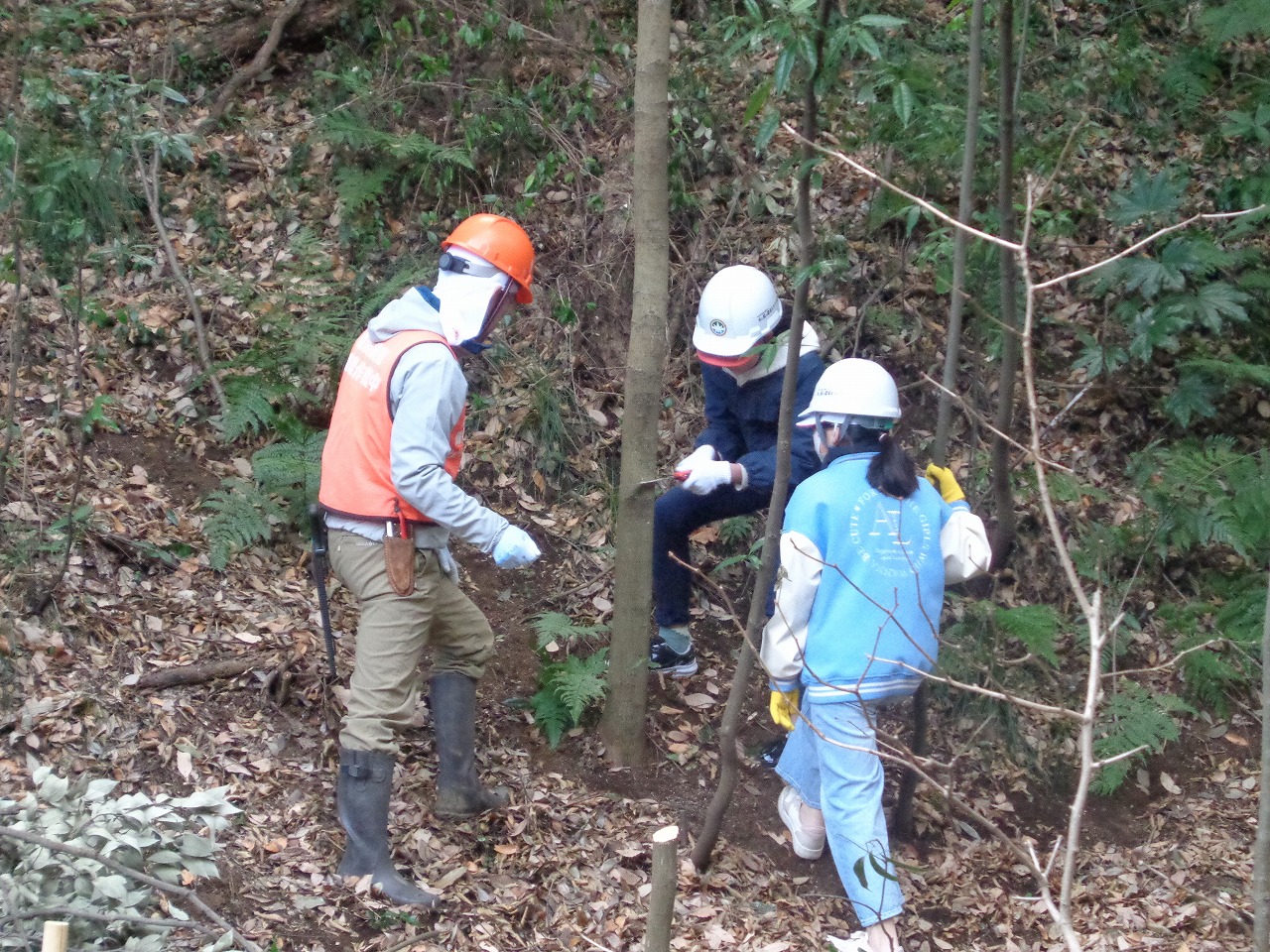 間伐体験をする児童