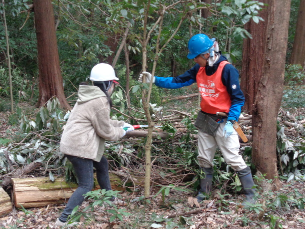 間伐体験をする児童