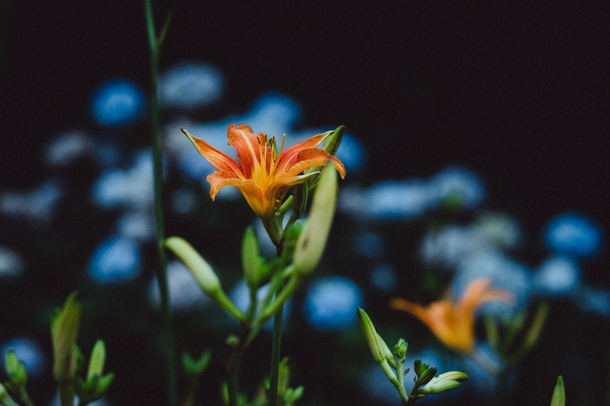 花の写真