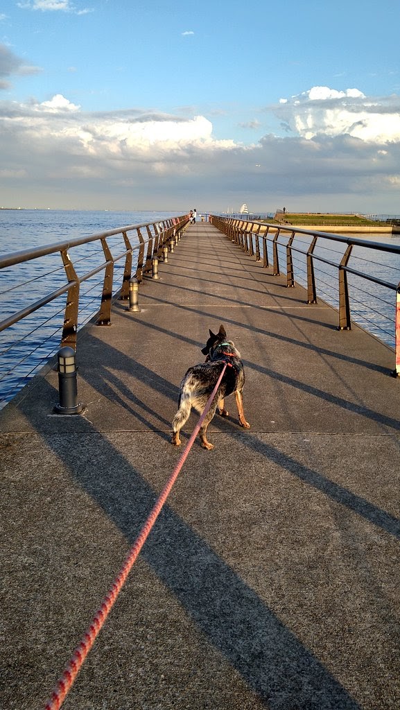 犬と歩く川崎市の名所