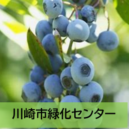 講習会「ブルーベリーの育て方」を開催します！