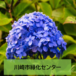 講習会「鉢で育てるアジサイの育て方」を開催します