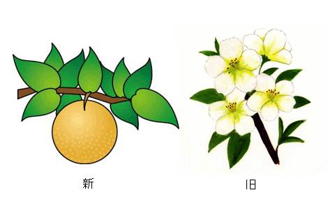 川崎市多摩区 多摩区の 区の木 区の花