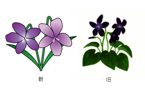 多摩区の花　スミレの新旧イラスト画像