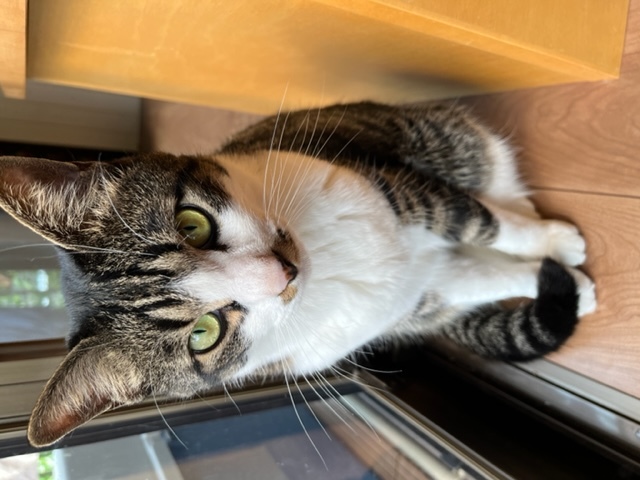 ペットの猫の写真