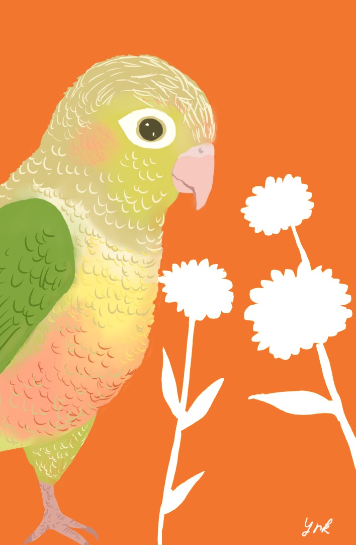 インコのイラスト