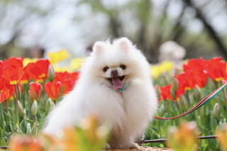 犬の写真